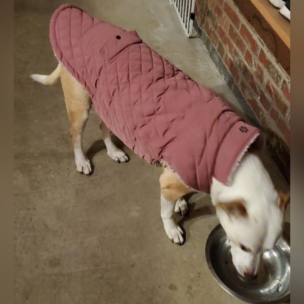 NWT Quilted Dog Coat XL